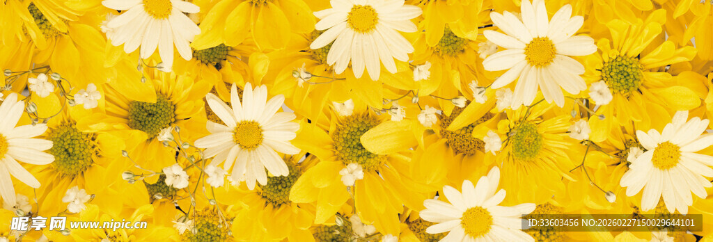 黄色花海中的小白菊
