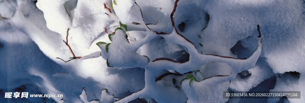 枝头覆雪的冬日景象