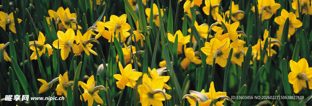 金黄水仙绽放于绿野