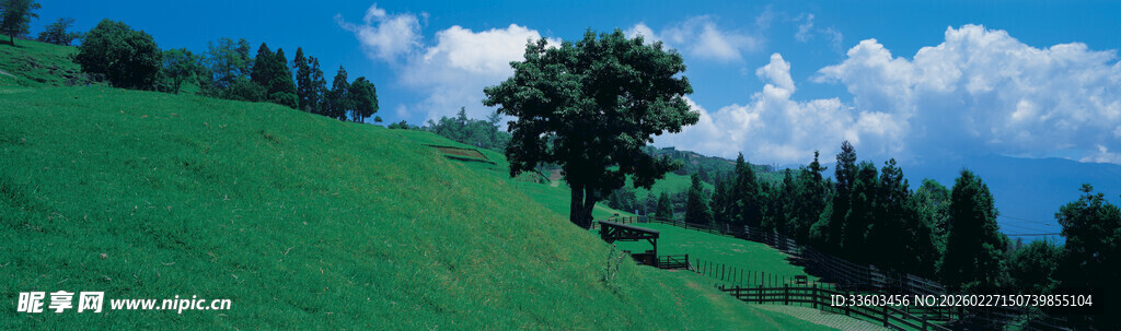 翠绿山坡上的孤树与蓝天