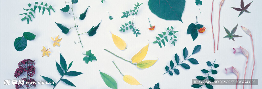 清新手绘植物元素集合