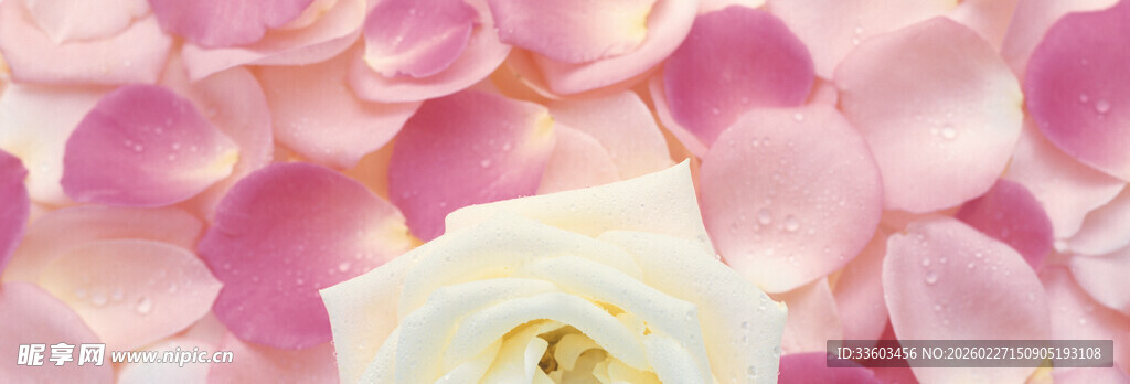 白玫瑰与粉色花瓣浪漫图景