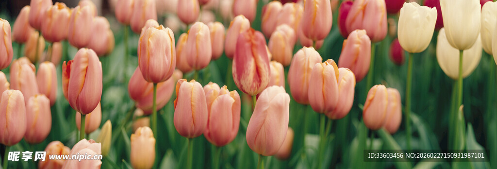 缤纷郁金香花海
