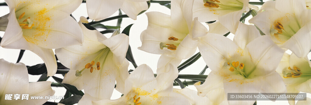 洁白玉兰花绽放枝头