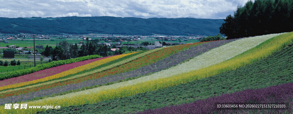 五彩斑斓的梯田花海