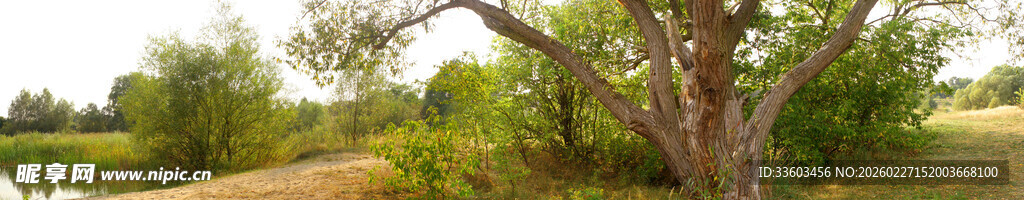 野外葱郁树木景观