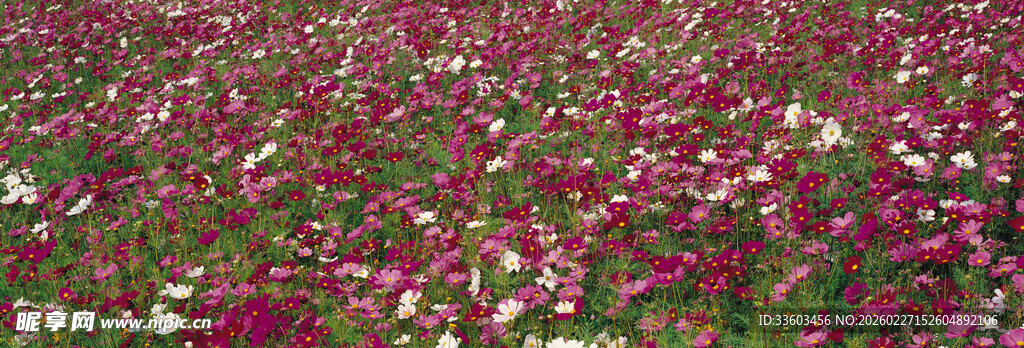 绚烂花海绽放迷人色彩