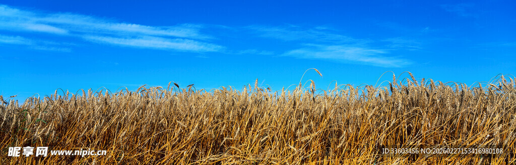 金黄麦田映蓝天
