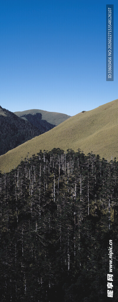 山巅枯树林与蓝天美景