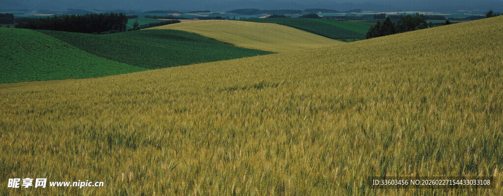 金色麦田风光