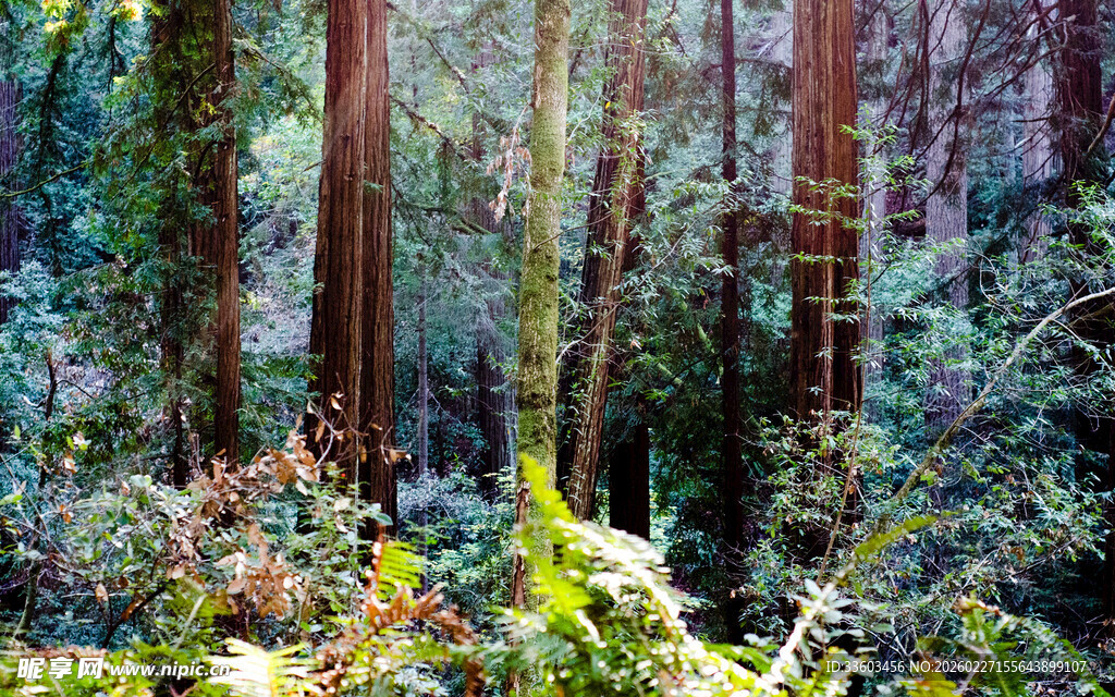 茂密森林中的自然景致