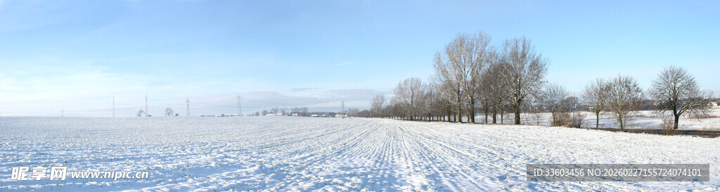冬日雪景中的树木景观