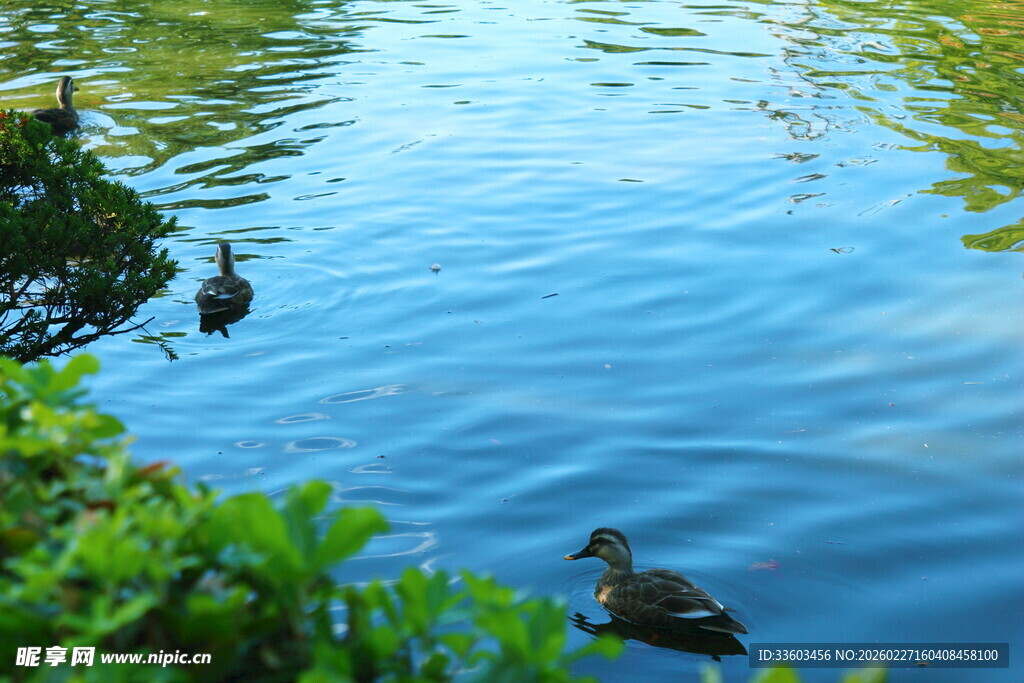 湖中游弋的可爱鸭子