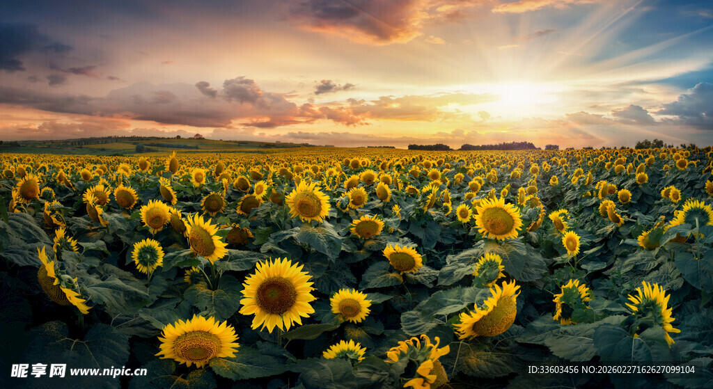 夕阳下的向日葵花海