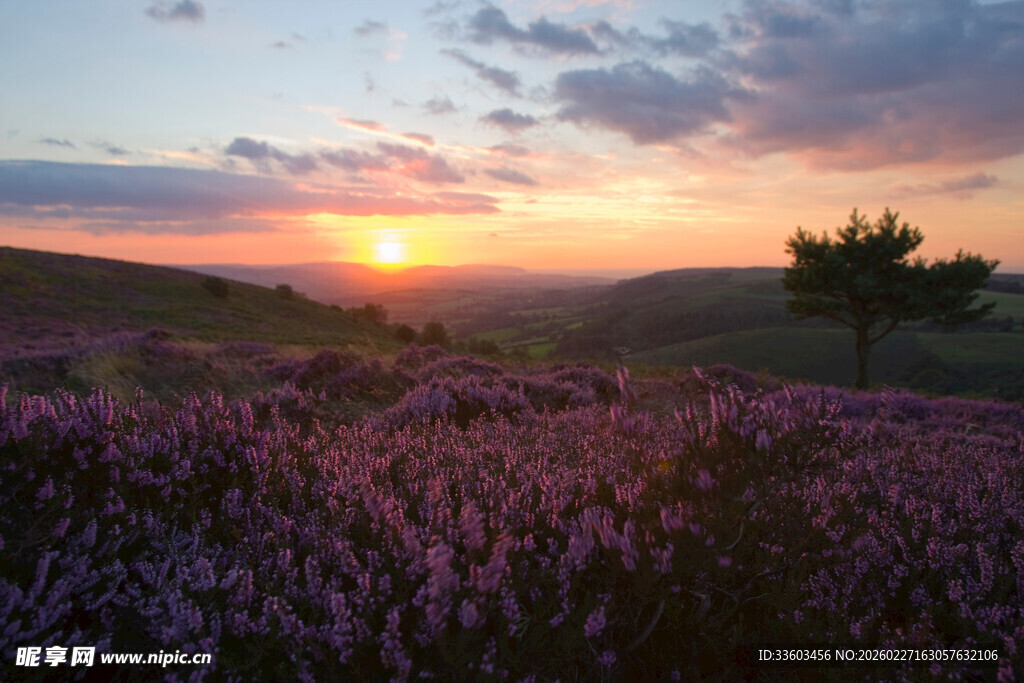 日落时分的浪漫紫色花田