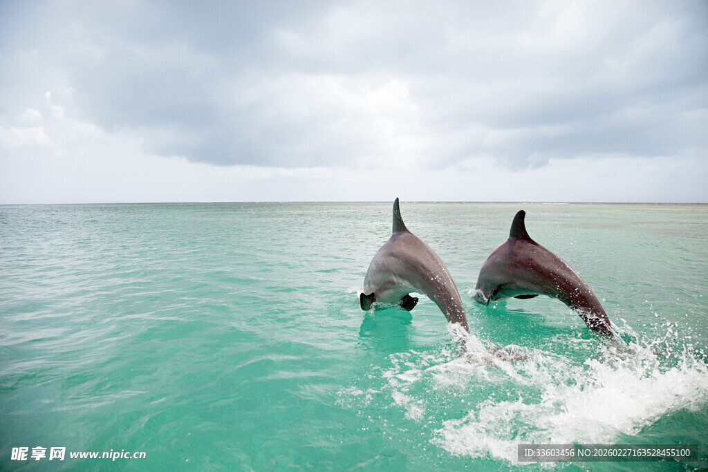 双海豚跃出碧蓝海面
