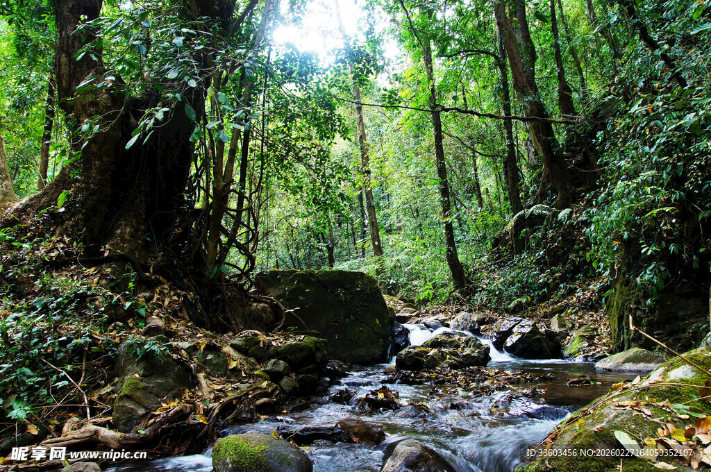 山林间潺潺溪流之美景