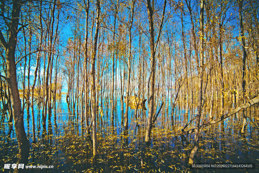 秋日水畔树林美景
