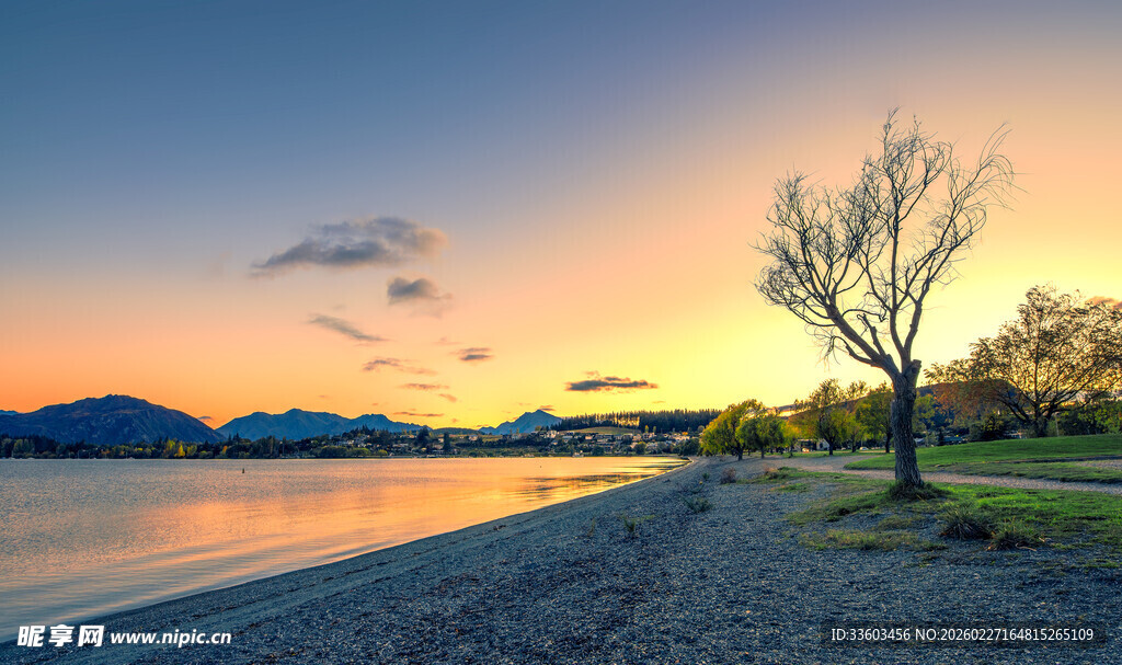 湖畔夕阳下的孤独树木