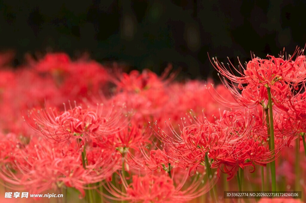 火红彼岸花绽放美景