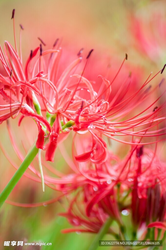 娇艳红色彼岸花绽放