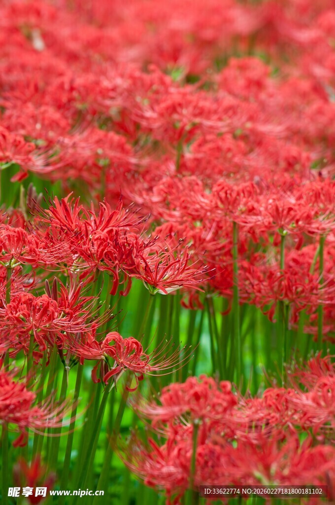 火红彼岸花绽放的美景