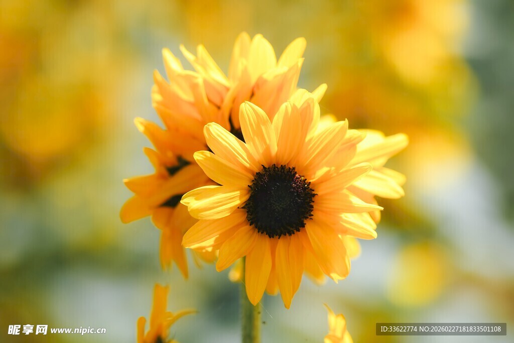 绽放的美丽向日葵