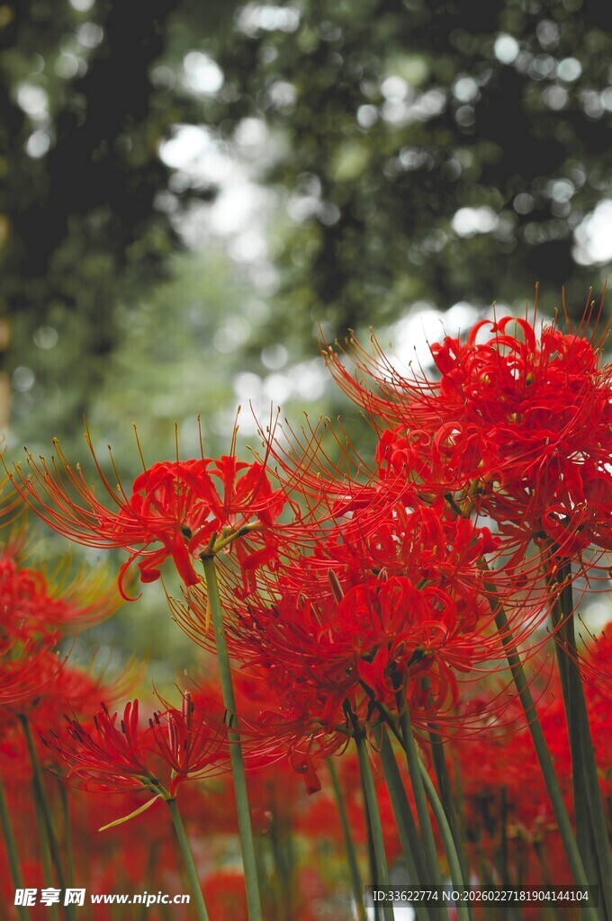 鲜艳朱顶红绽放于林间