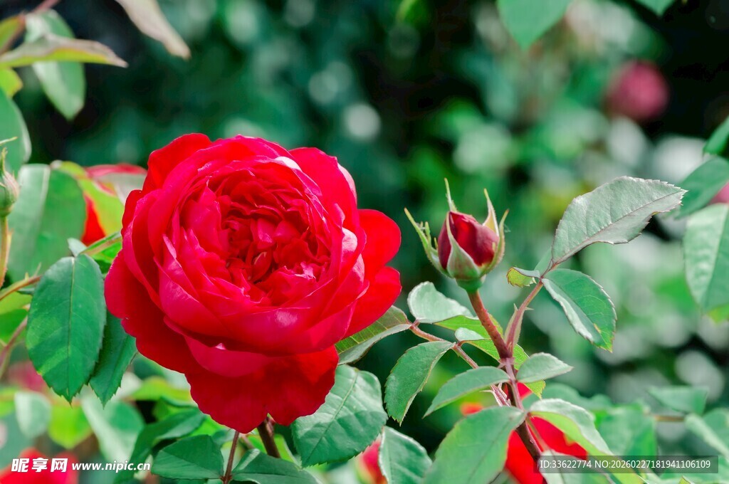 娇艳红玫瑰绽放绿叶间