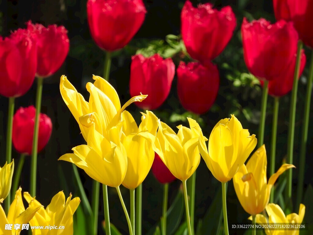 红黄郁金香绽放美景