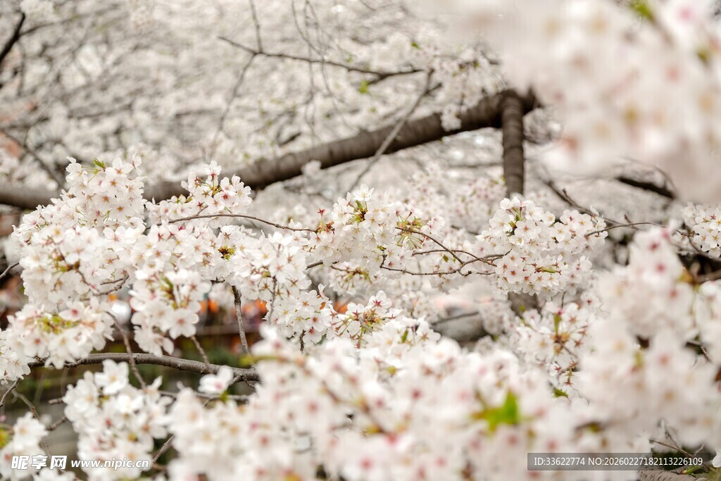 烂漫樱花枝头绽放