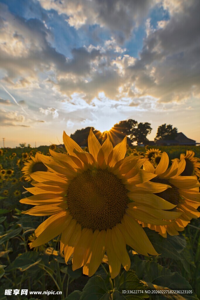 夕阳下的向日葵花田