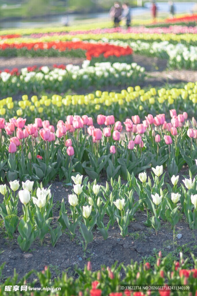 五彩斑斓郁金香花田