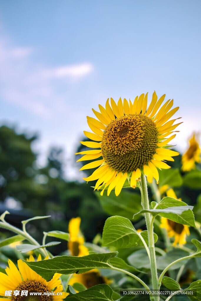 阳光下的灿烂向日葵