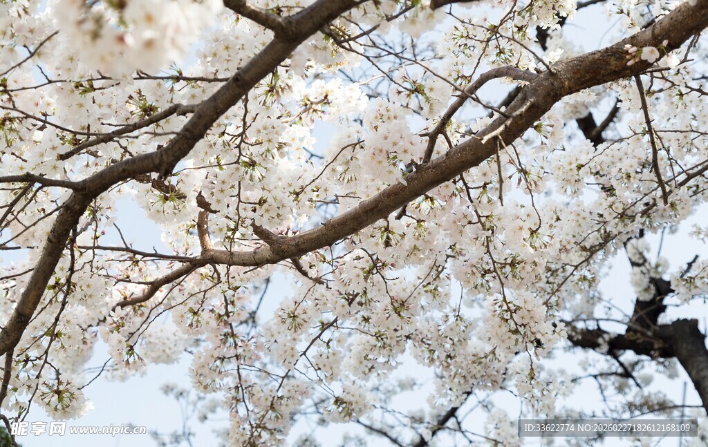 枝头繁花绽放的美丽瞬间
