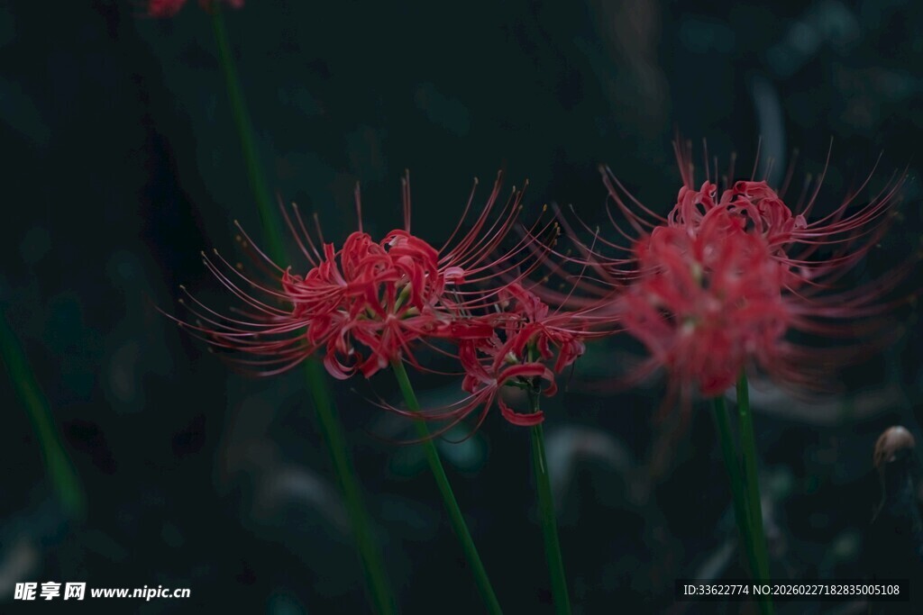 艳丽彼岸花绽放