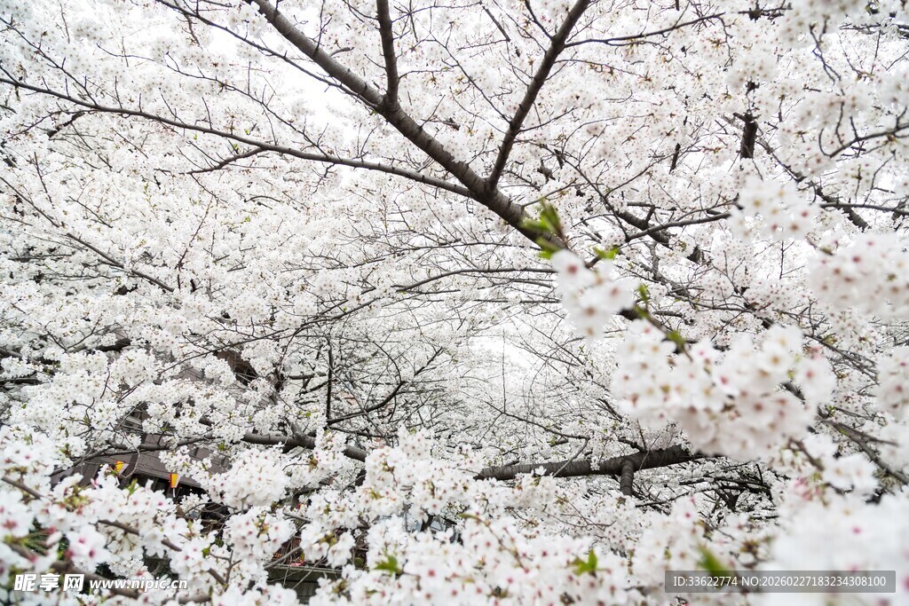 枝头繁花盛雪樱共景美