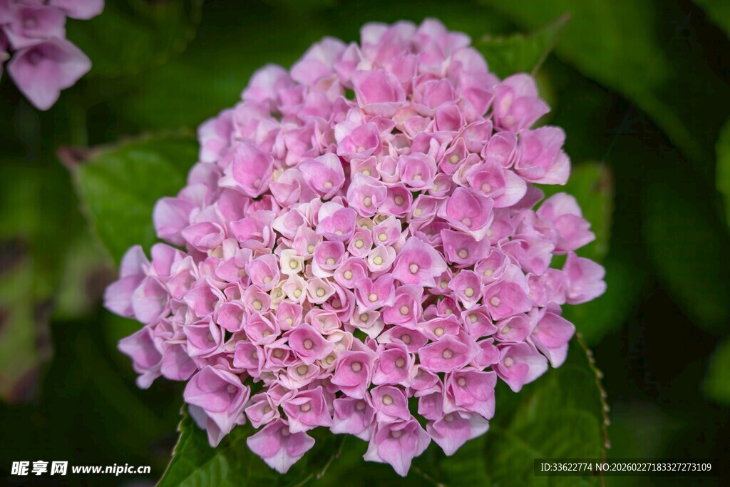 粉色绣球花特写