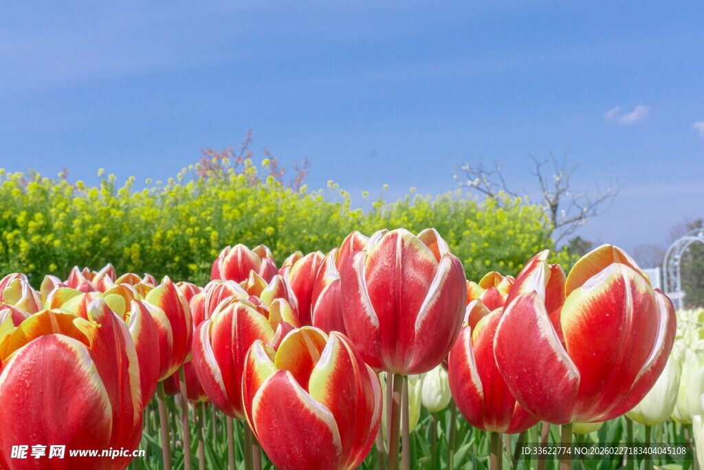 鲜艳郁金香绽放于田野
