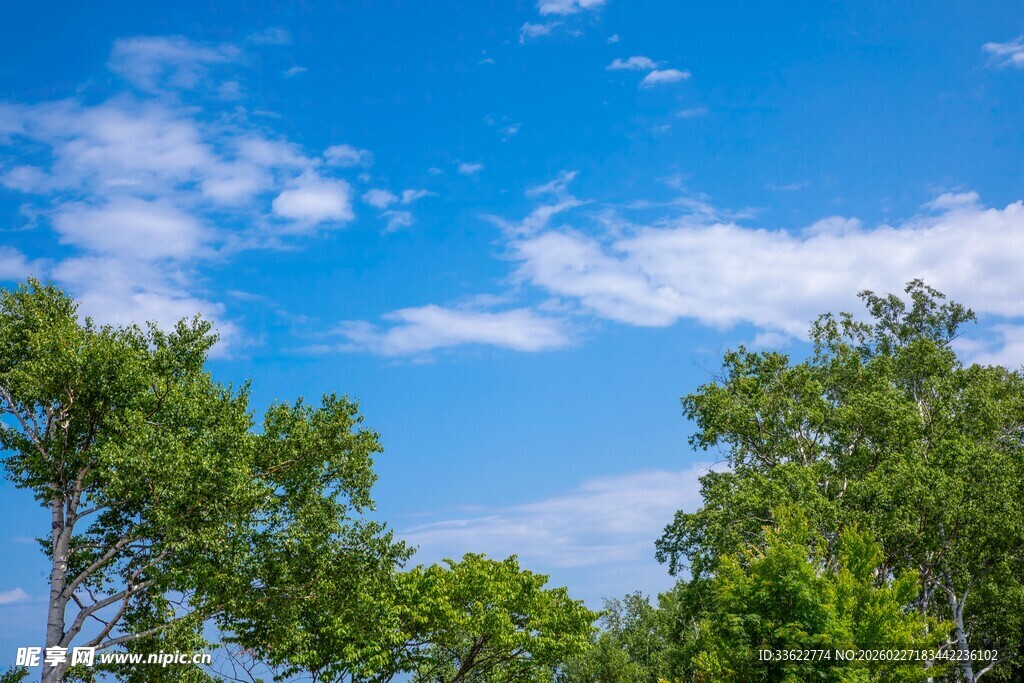 蓝天绿树美景