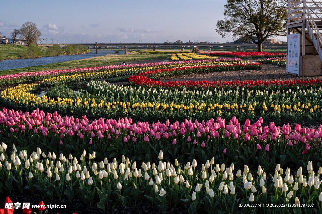 五彩斑斓的郁金香花田