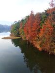 湖畔秋色红叶映碧水