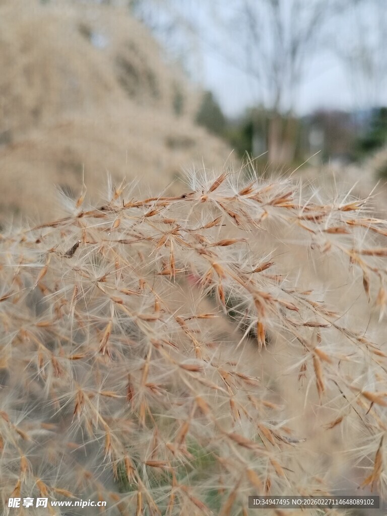 蓬松干草特写芦苇