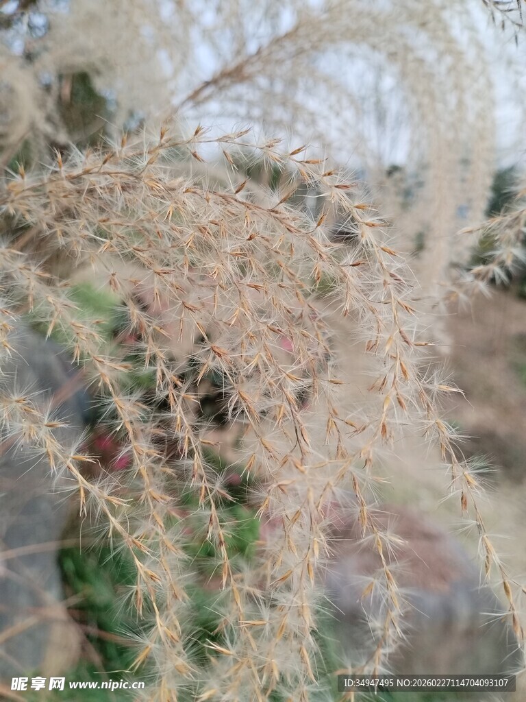 干枯植物特写芦苇