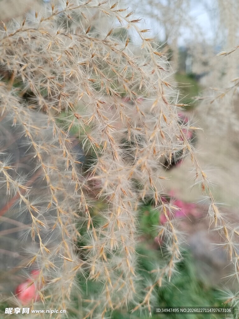 蓬松银灰色植物特写芦苇