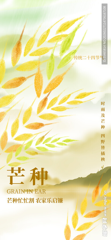 芒种时节的清新麦穗画面