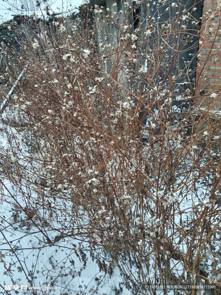 雪覆枯枝景象