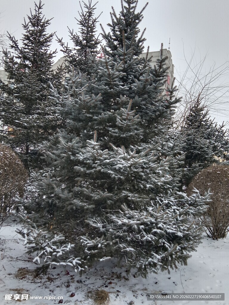 雪覆松树冬日美景