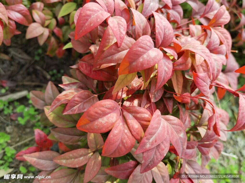 红叶植物特写