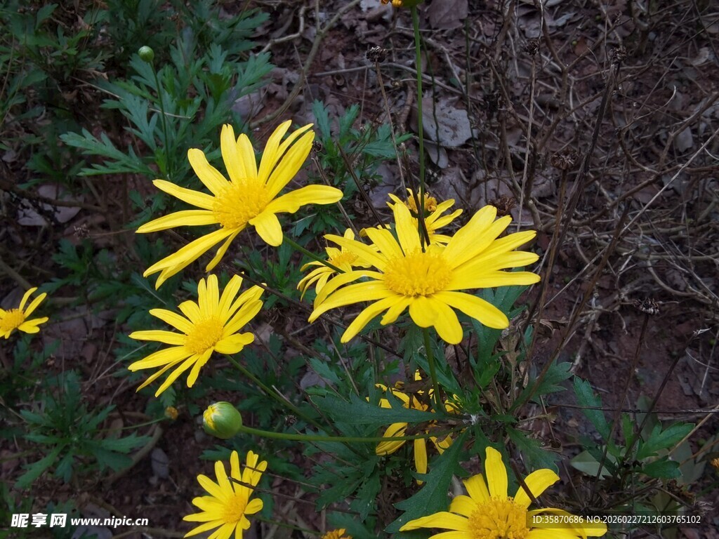黄色小花绽放于绿叶间